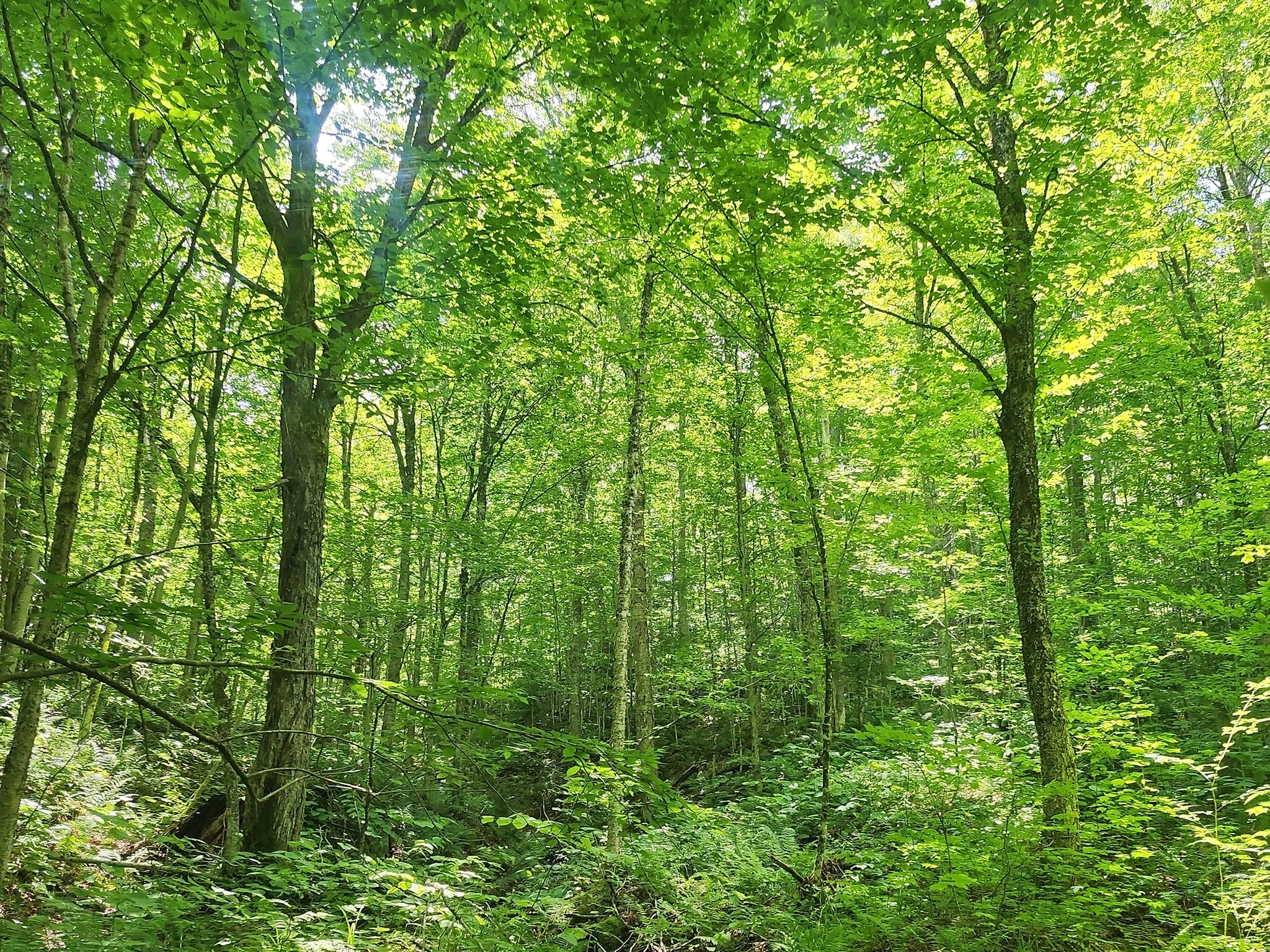 Image result for Over 1,200 acres of forest in northern Green Mountains conserved