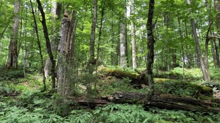 A dense forest with fallen and standing trees with a lush understory.