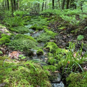 Mossy forest floor with stream running through it