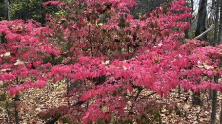 Winged euonymus fall foliage in forest