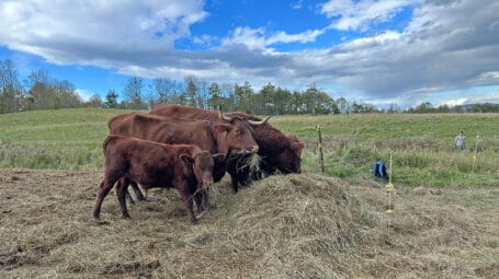 Brown cattle eating hay with an open field behind. West Haven Vermont