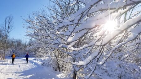 Two people nordic ski along a groomed, sunny trail, with snow covered branches in the foreground.