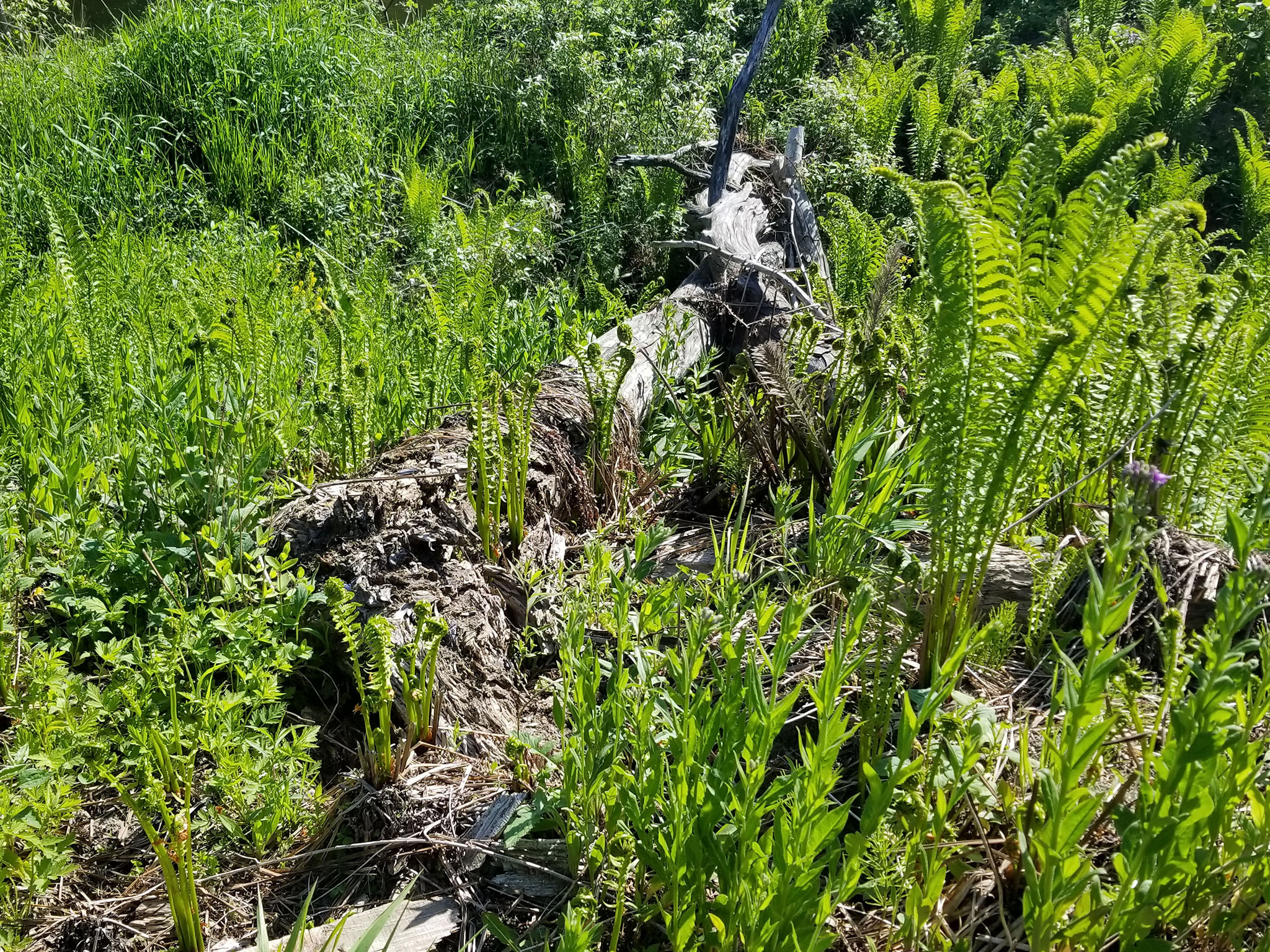 Lamoille and Wild Branch rivers protected at Wolcott confluence