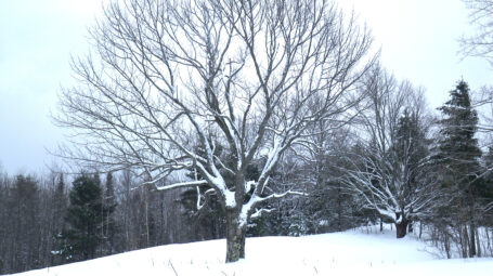 A maple tree covered in snow in the winter.