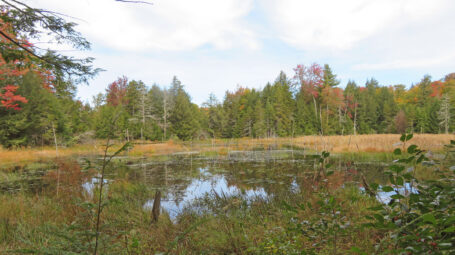 Landscape photo of pond between shrubs in foreground and fall foliage trees in far ground. Westminster Vermont