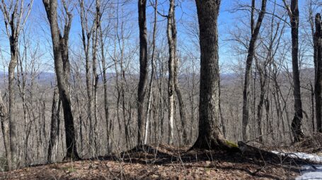 vista of distant mountains through bare trees