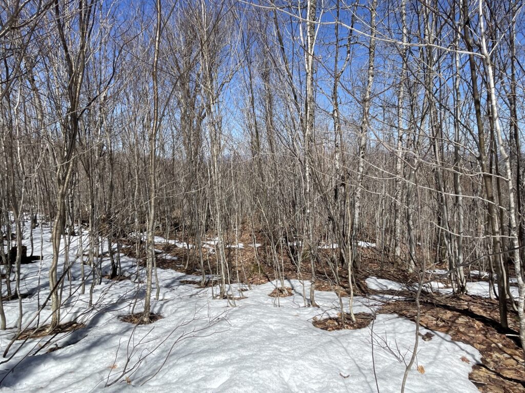 Young forest with patchy snow on the ground