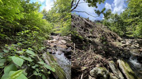 Two images show a riverbank before and after the clearing of knotweed