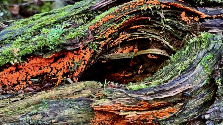 Close up of bright orange slime mold on a fallen log in an old growth forest.