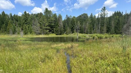 Green wetland with evergreens in the background and a pond