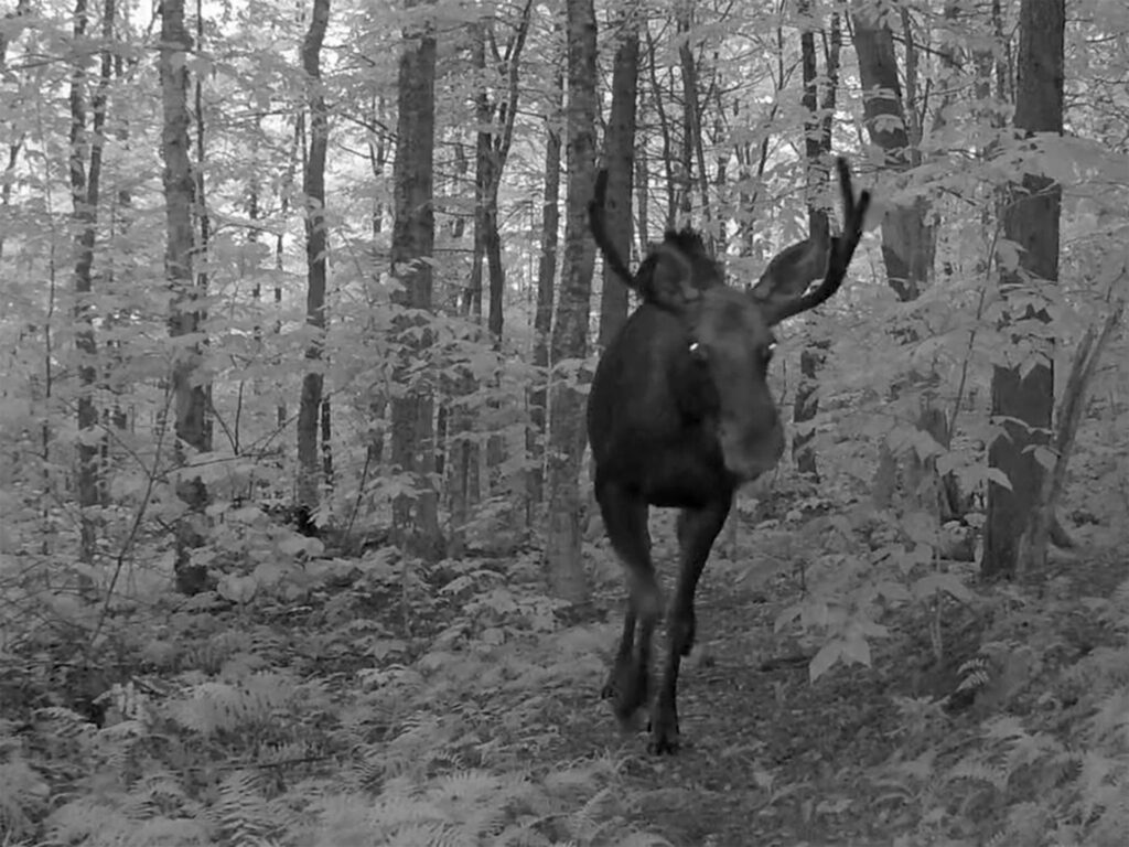 black and white image from wildlife camera of moose on forestland in Stannard Vermont