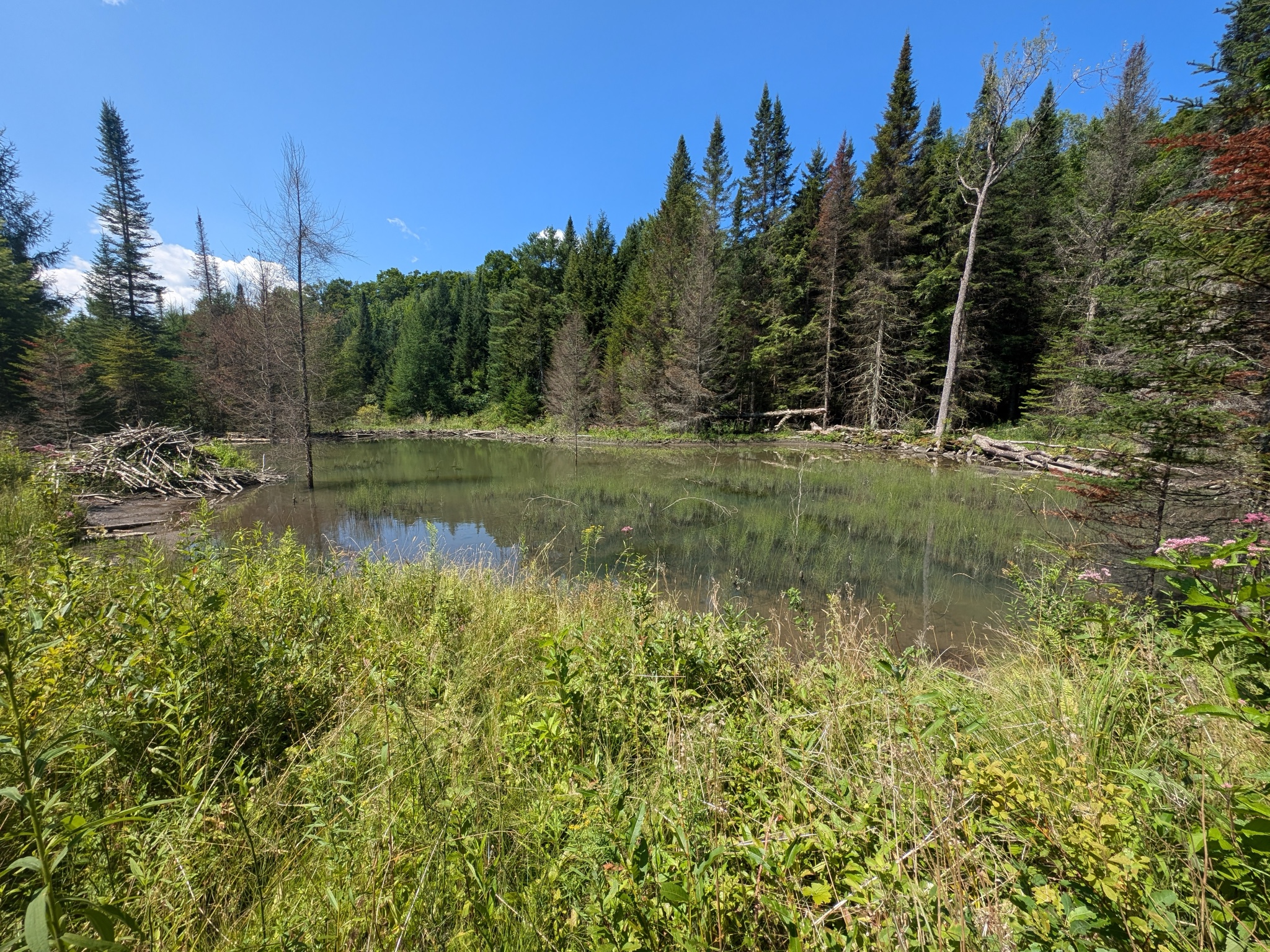 A pond with a beaver lodge on one side and evergreen trees lining the other.