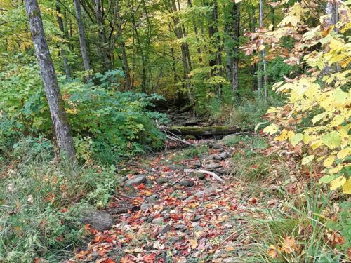 A forest path in the fall, part of the parcel of donated Vermont land