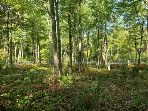 Sap lines run through a vibrant green forest