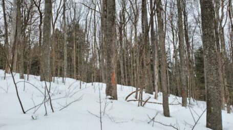 Snow covers the ground among a stand of trees. One tree is marked with an "L".