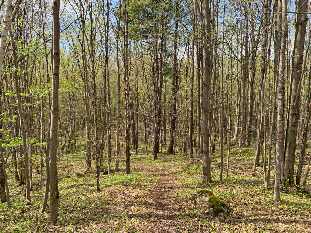 Bright spring day in young forest with trail. Berlin town forest vermont