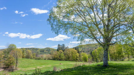 A large birch tree overlooks green pastures and rolling hills under a bright blue sky with scattered clouds.