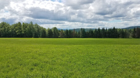summer pasture with evergreens in distance and summer clouds. Hardwick Vermont. North Hardwick Farm