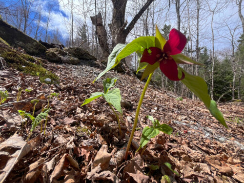 Red trillium wildflower emerges form leaf-strewn forest floor under still-bare branches.