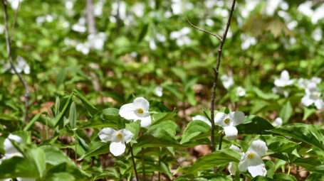 close up of white flowers on short stems on the forest floor. Vermont spring wildflowers
