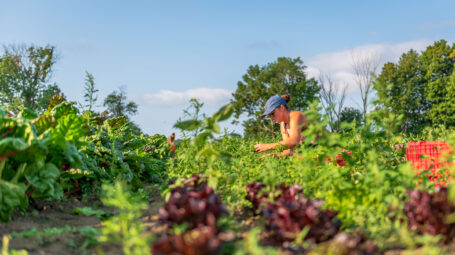 low-to-the-ground view of farm field with produce growing, and a female farm worker in the middle distance