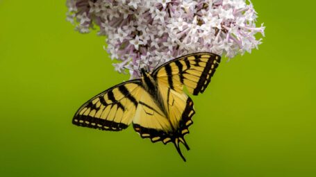 Tiger swallowtail butterfly on pink lilac with green background