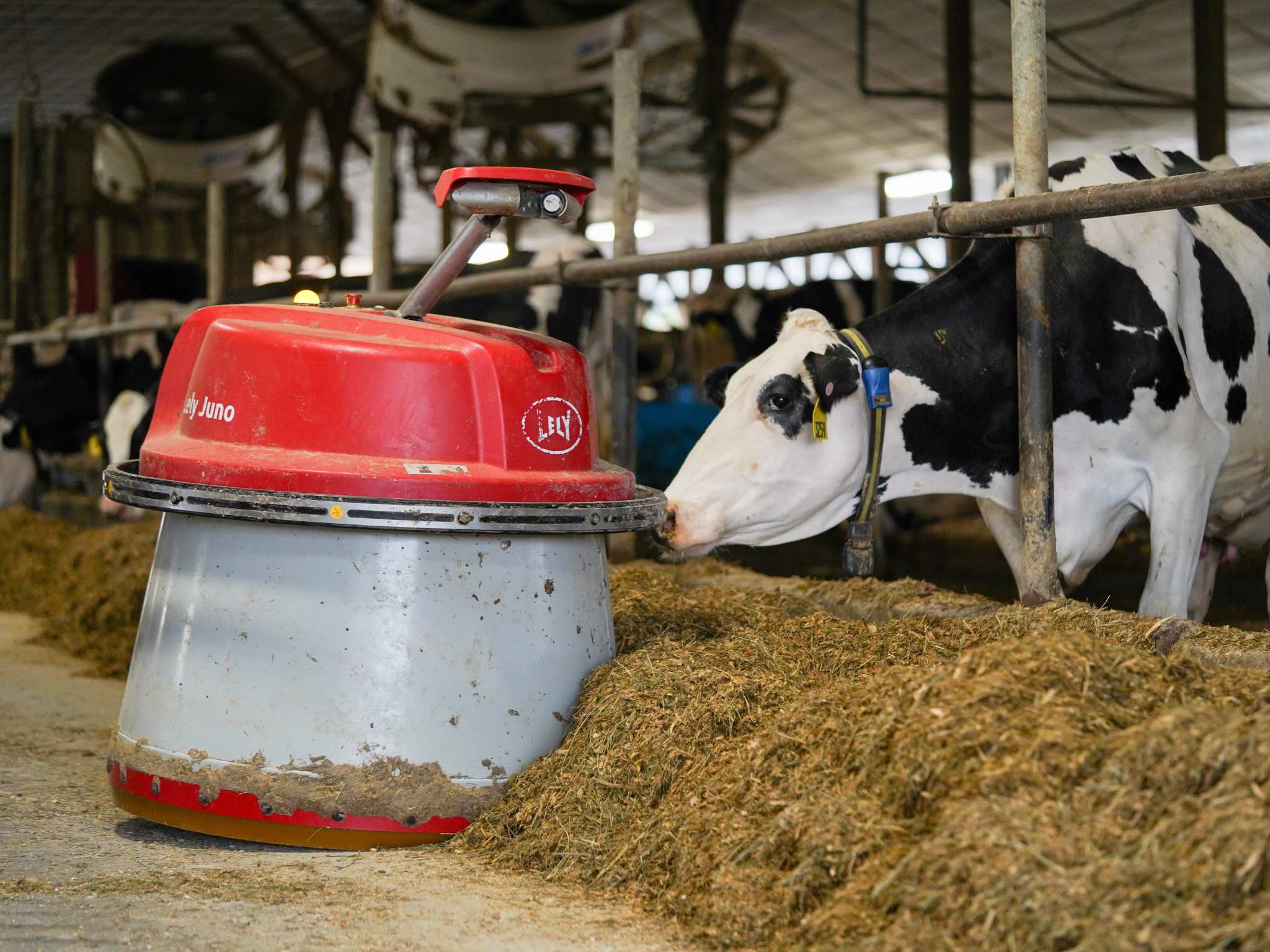 A cow sniffs a piece of machinery