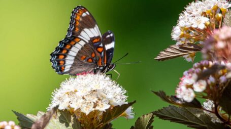 Red Admiral Butterfly on Ninebark