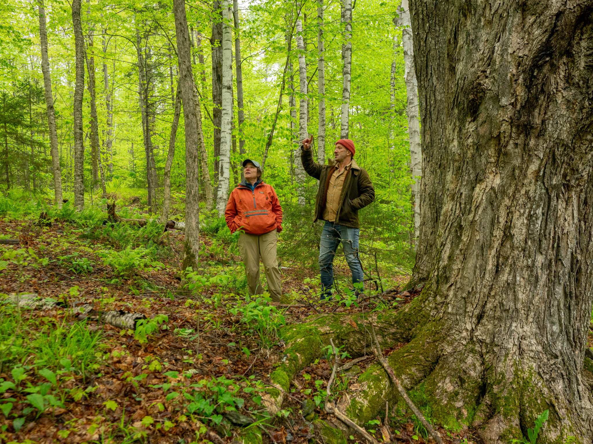 A man and a woman stand in the forest looking up