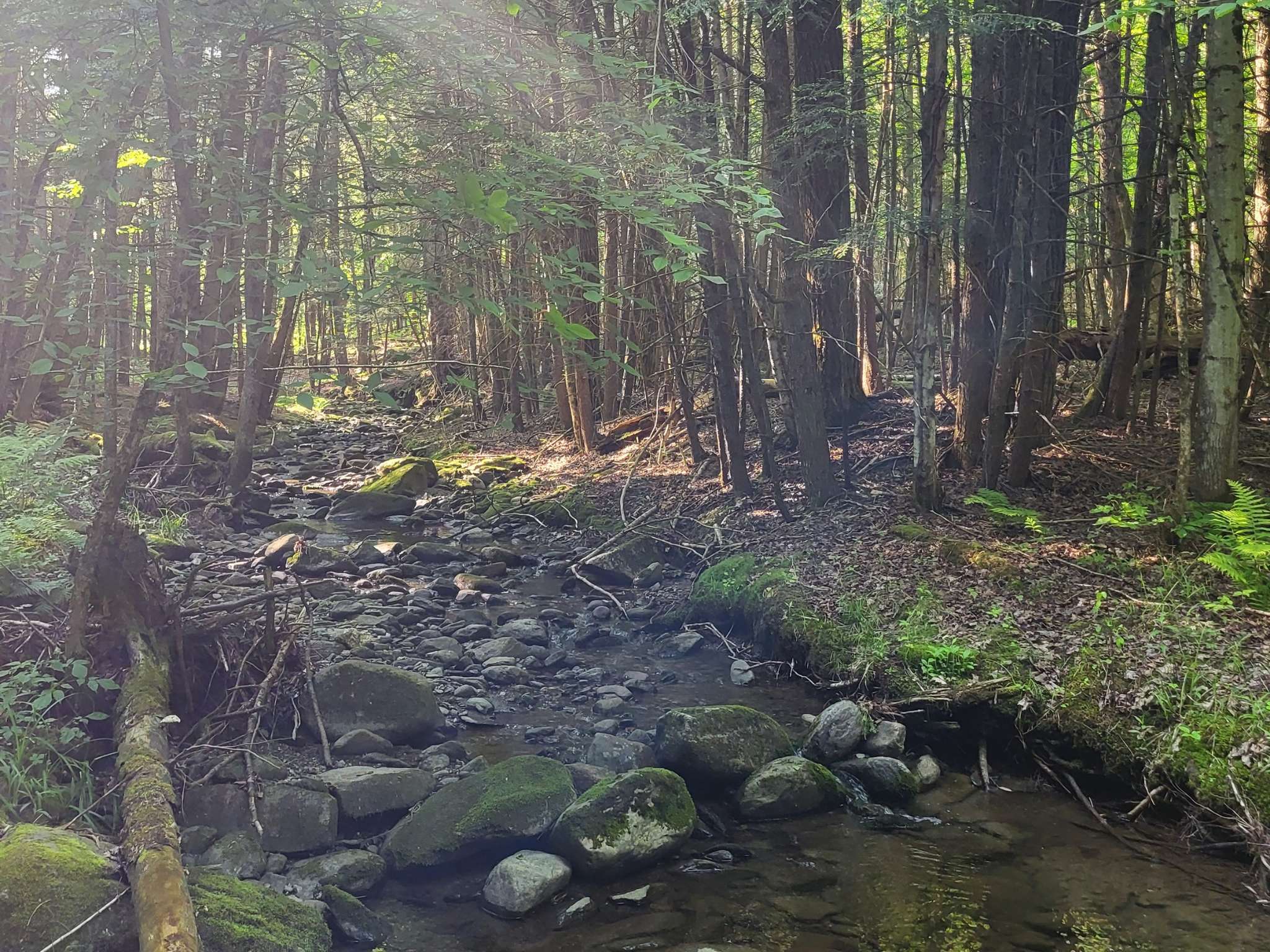 A forest stream in summer