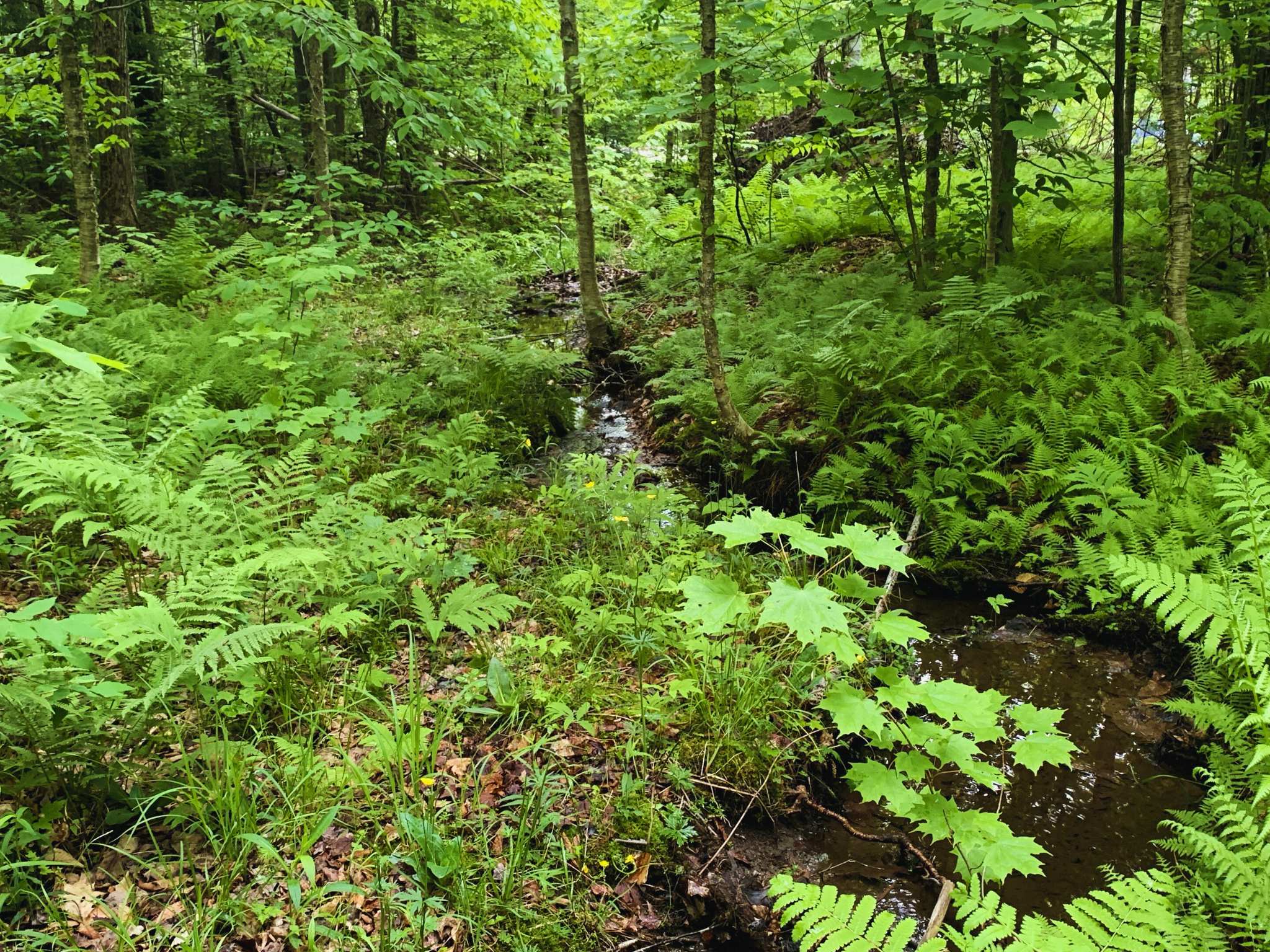 A small creek running through a vibrant green forest