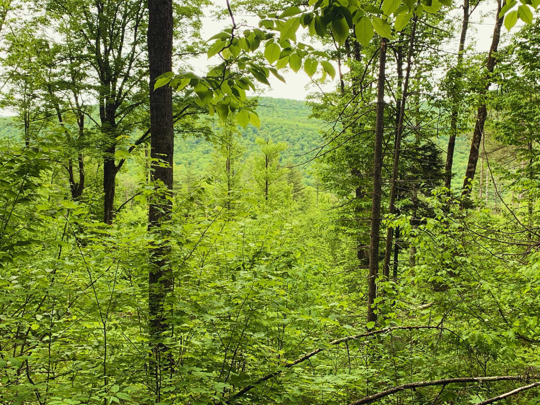 A view through the trees of a distant green hill