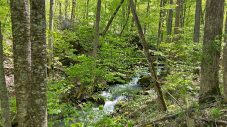 Stream through woodland. Land conserved land Arlington Vermont