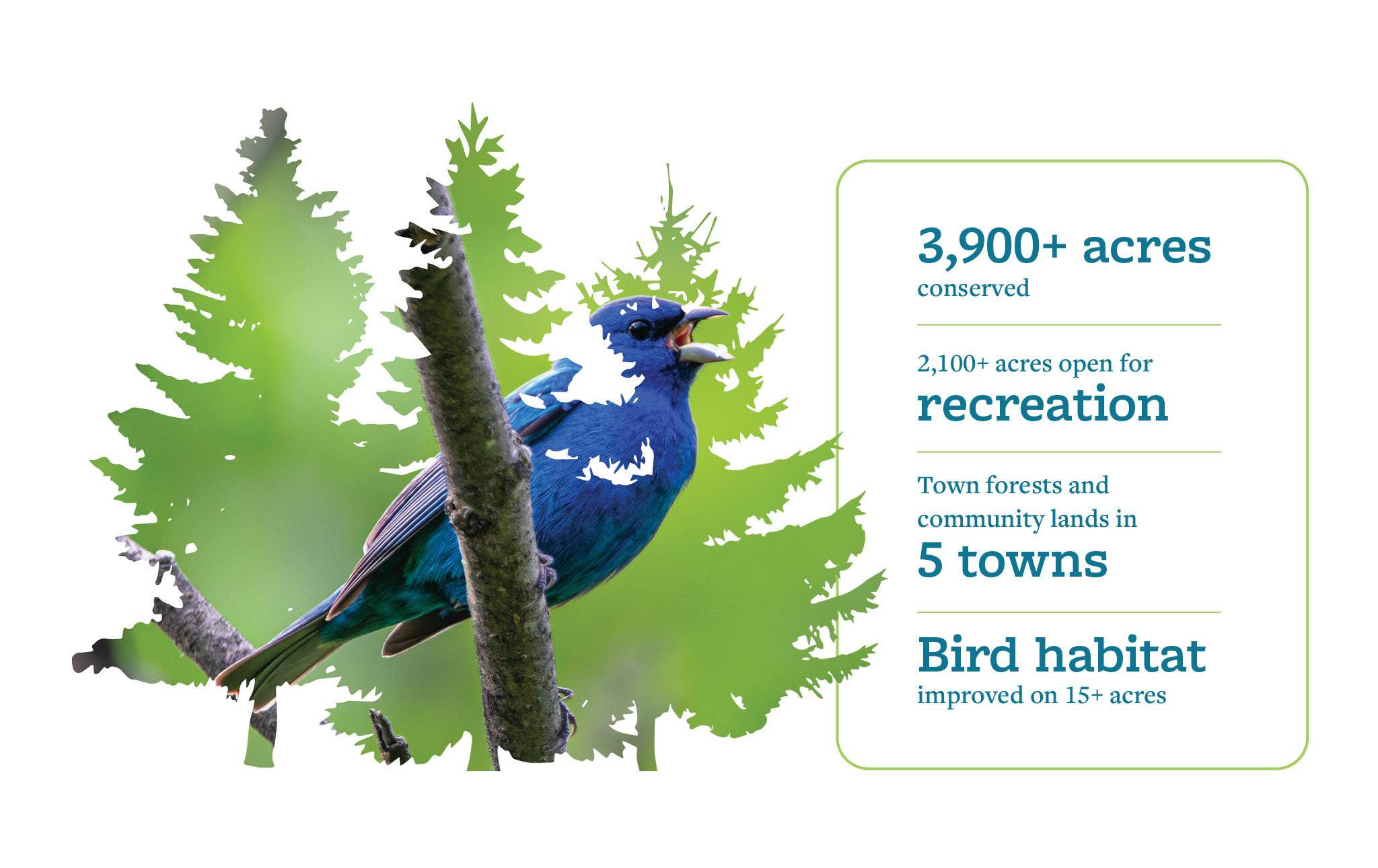 An indigo bunting sitting on a tree in the silhouette of pine trees. A box on the right reads: 3,900+ acres conserved; 2,100+ acres open for recreation; Town forests and community lands in 5 towns; Bird habitat improved on 15+ acres