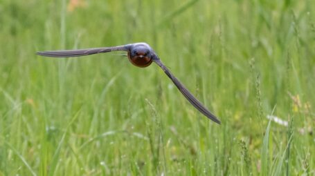 A barn swallow flies over a field of grass.