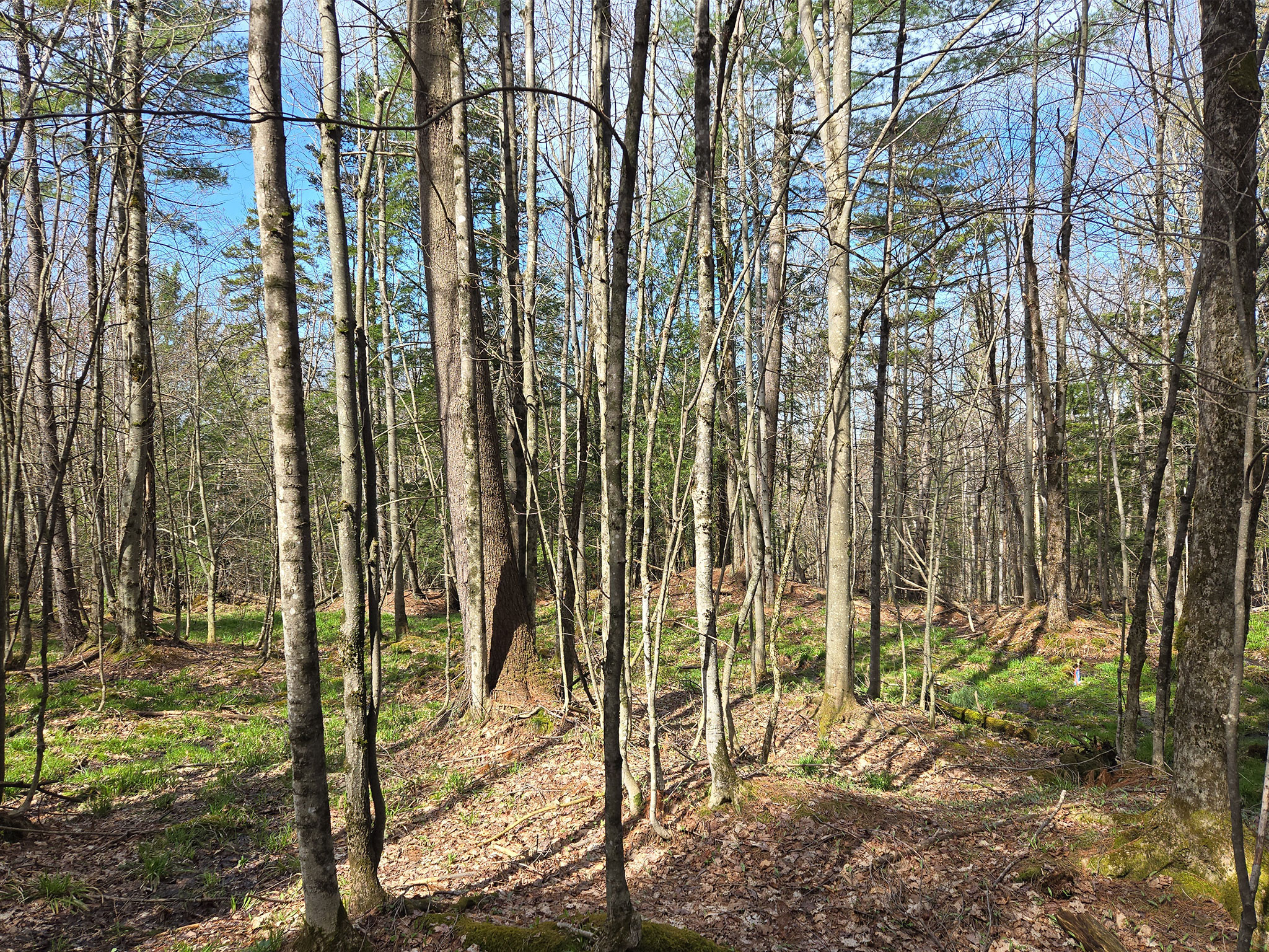 A stand of mostly young trees
