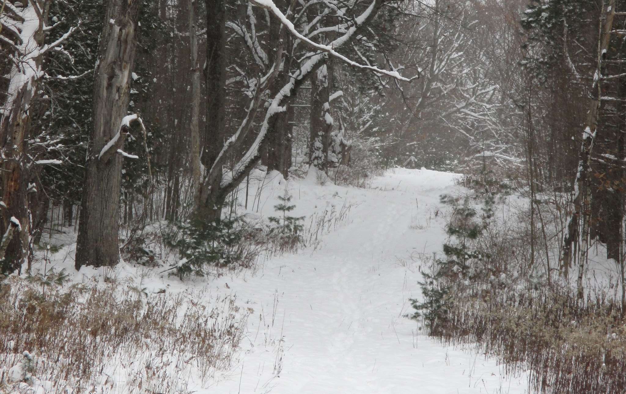 A trail through the woods covered in snow