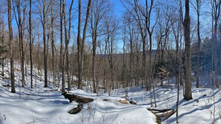 A rich hardwood forest ravine in winter.