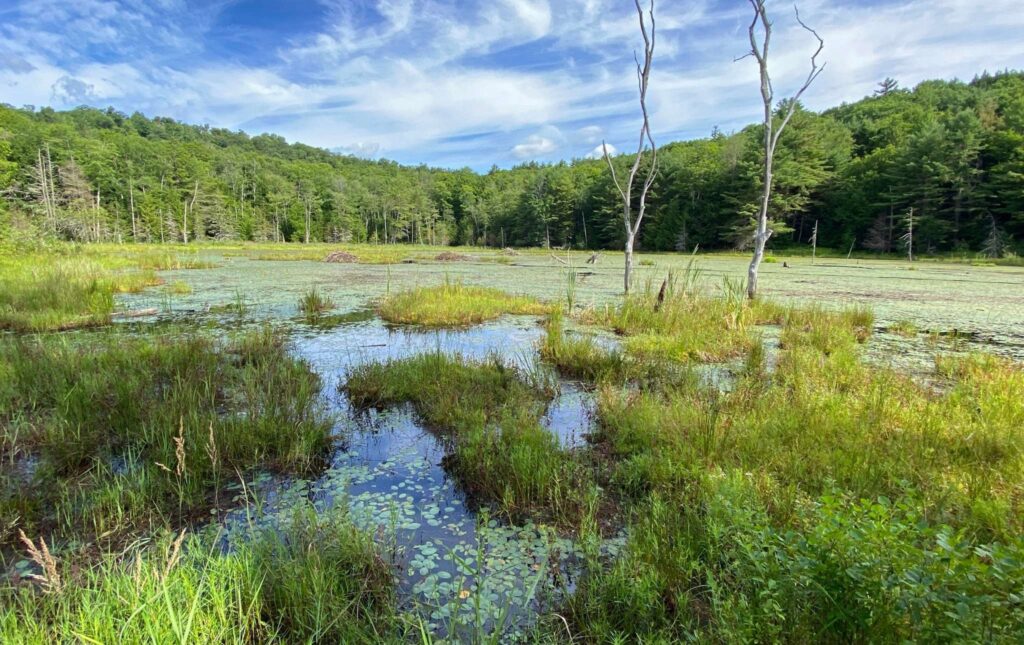 A wetland in the summer.