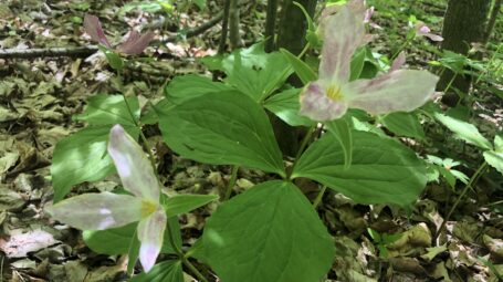 Pink trillium flowers bloom on a forest floor