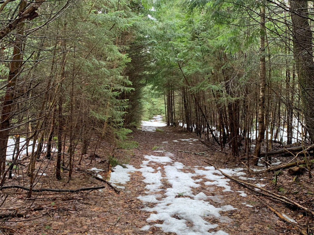 Woods trails with fallen leaves and some snow on the ground_adaptive outdoor centr-conserved Rochester Vermont