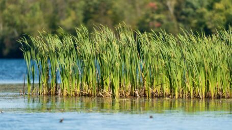 Cattail reeds growing up at the edge of a pond