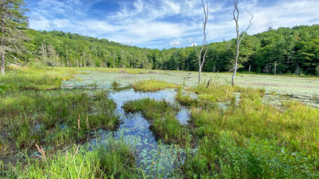 scenic shot of open-water wetland with marshy edges and beaver lodges. Vermont