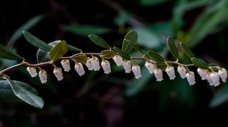 Leatherleaf flowers, one of the common low shrubs to expect in dwarf shrub bog or poor fen