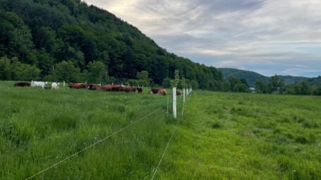 A pasture with cows sits against a steep hillside.