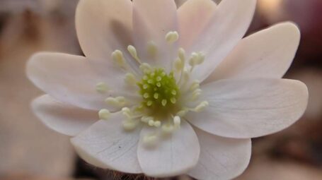 A pale pinkish white bloom with a cluster of white stamen surrounding a cluster of green pistils.