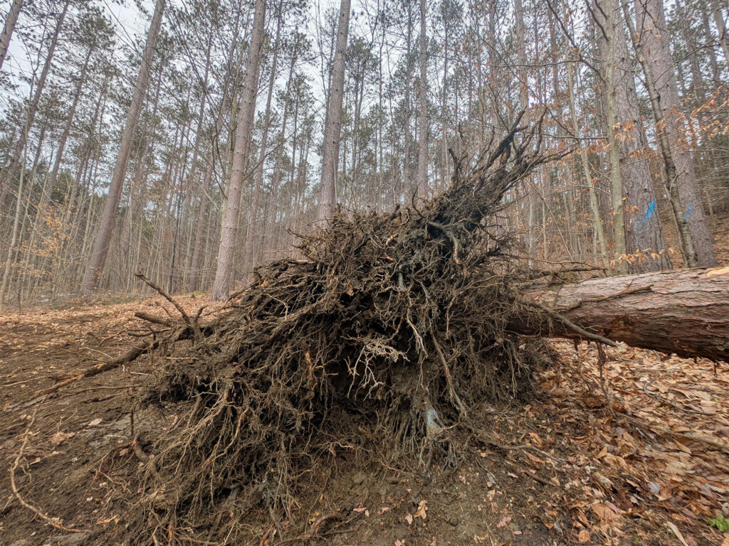 Late winter woodland with an intentionally downed tree and its exposed root cluster or rootwad. Vermont 