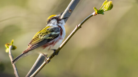 A chestnut sided warbler sings from a branch of a tree.