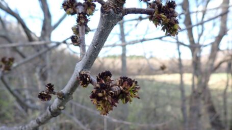 Black ash flowers growing on a branch