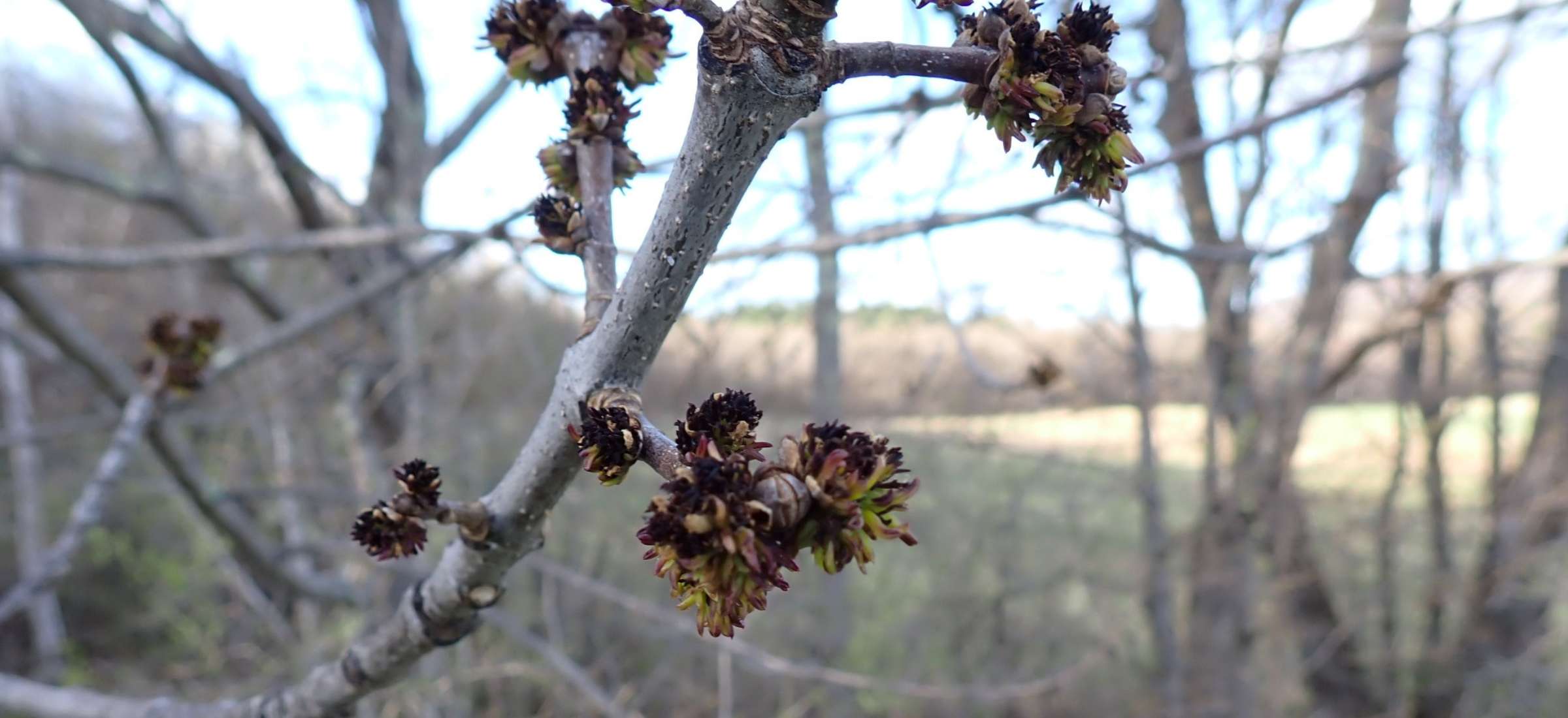 Collecting seeds can help ash trees survive for the future